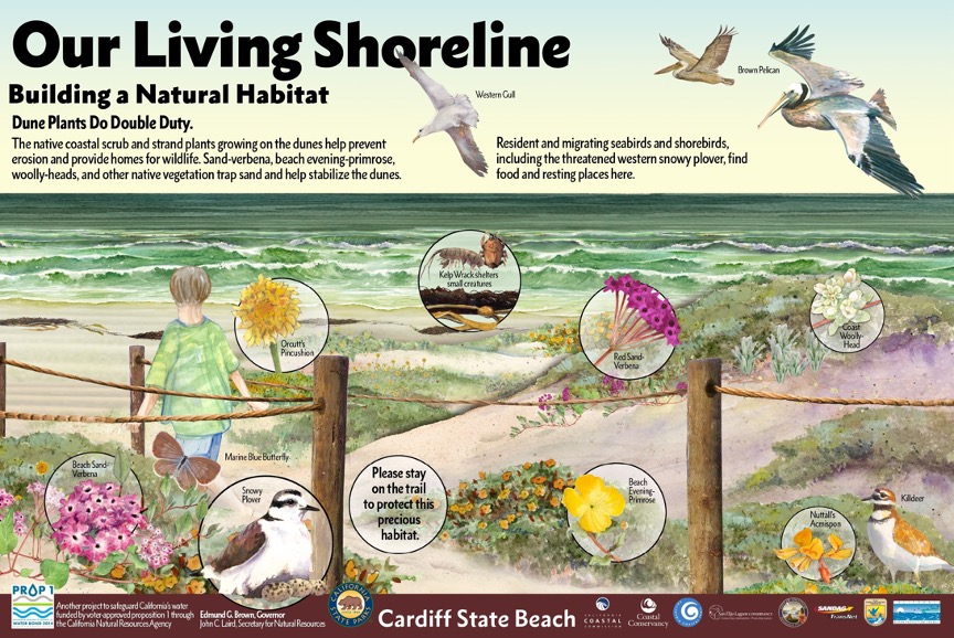 Shoreline Imagery